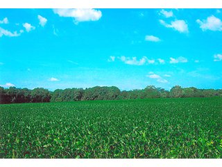 Tract 3 - LAND AUCTION, 223+/- Acres offered in 3 Tracts